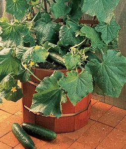 Salad Bush Cucumber